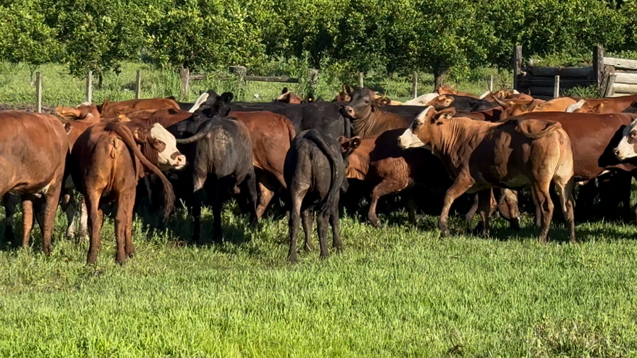 Lote 60 Terneras en Corrientes, Monte Caseros
