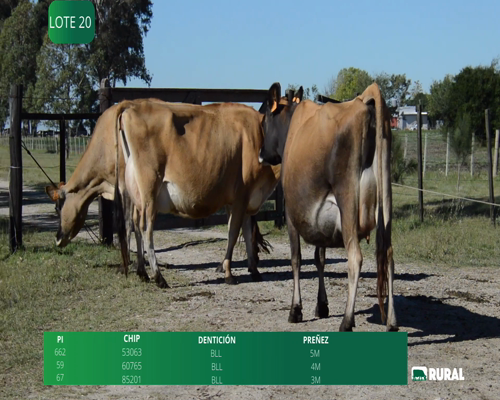 Lote VACAS EN PRODUCCIÓN PREÑADAS PI