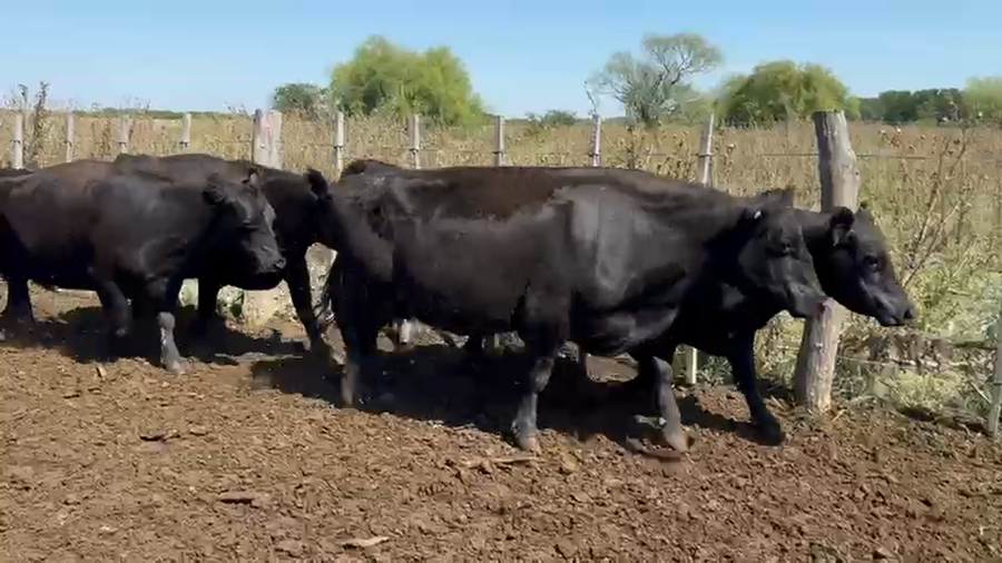Lote 78 Vacas usadas preñadas
