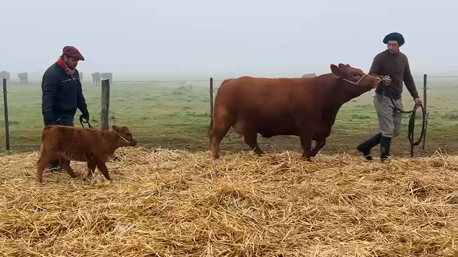 Lote Hembras PP - Los Choles de Cook