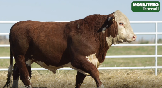 Lote TOROS GENERALES, CONTROLADOS Y REGISTRADOS