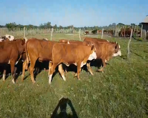 Lote 70 Terneras en Esquina, Corrientes