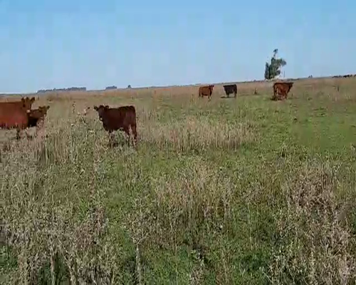 Lote 70 Terneros/as en Gral. Lamadrid, Buenos Aires