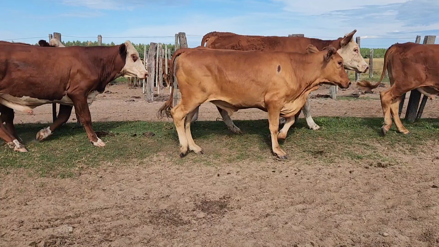 Lote 50 Novillitos en Concepción, Corrientes