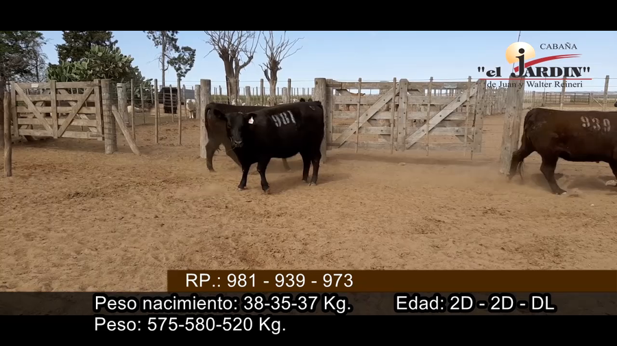 Lote VAQUILLONAS PREÑADAS PARICION PRIMAVERA