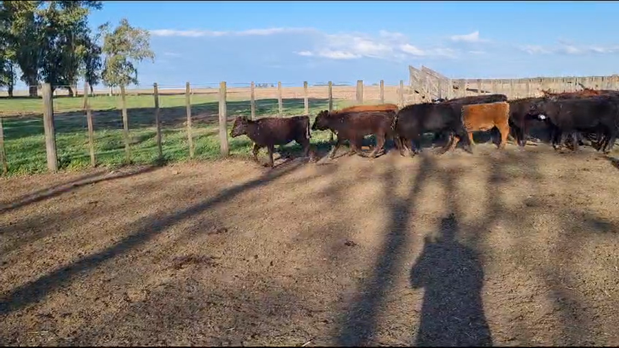 Lote 83 Terneros/as en Gral. Lamadrid, Buenos Aires