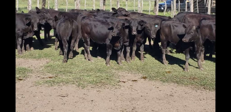 Lote 70 Terneros en Villaguay, Entre Ríos