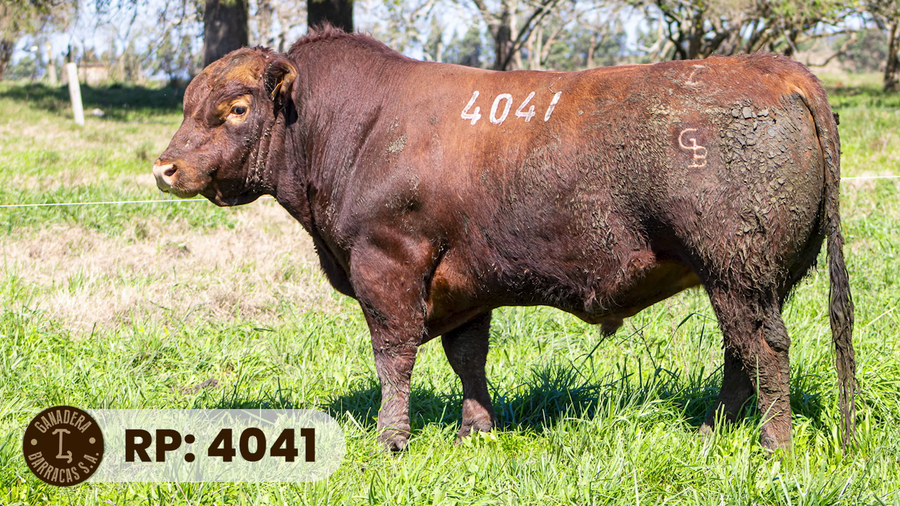 Lote RP 4041