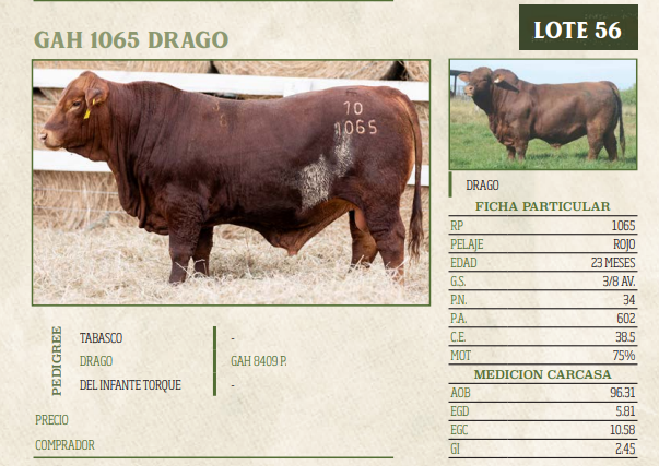 Lote LOTE 56