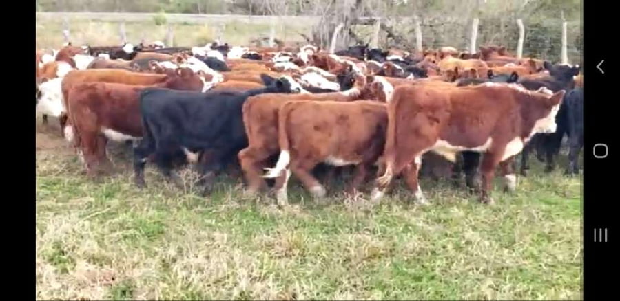 Lote 120 Terneros/as en Villaguay, Entre Ríos
