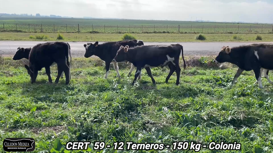 Lote 12 Terneros y Terneras en Colonia