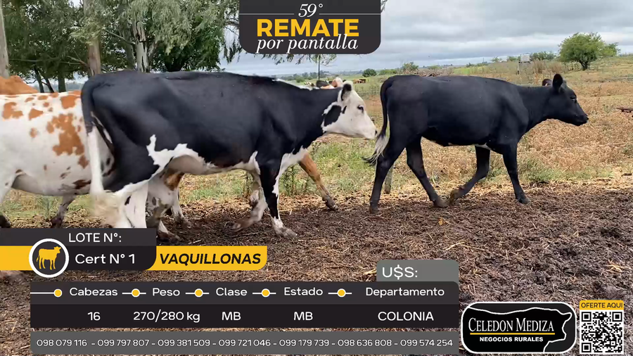 Lote 16 Vaquillonas  en Otra Localidad, Colonia