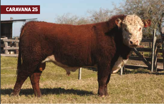 Lote CIPA CEBOLLATI TRIBUNERO 6462