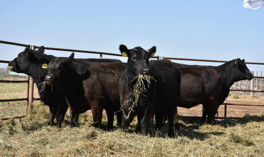 Lote VAQUILLONAS RODEO GENERAL CON GARANTÍA DE PREÑEZ  (Corral H)