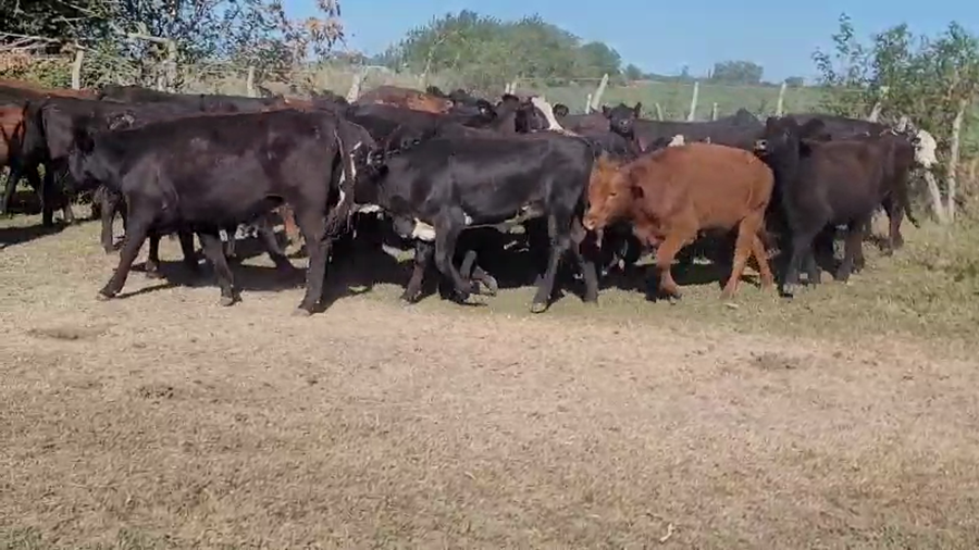 Lote 53 Terneros/as en Colón, Entre Ríos