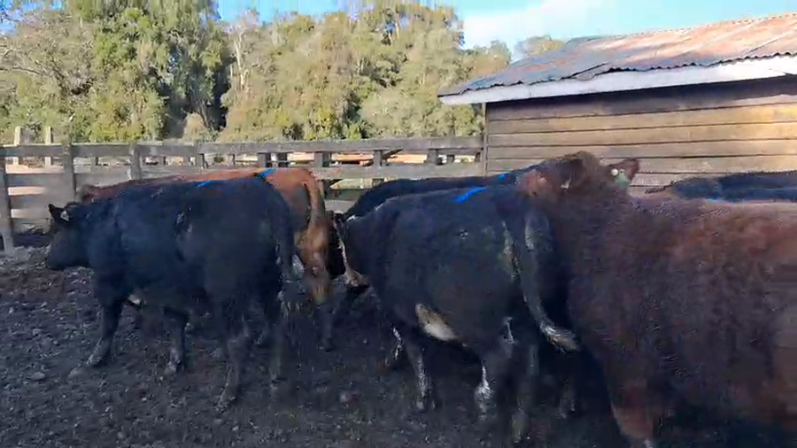 Lote 22 Novillo Gordo en Puyehue, X Región Los Lagos