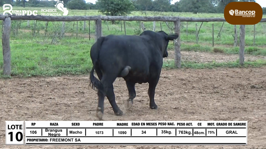 Lote Lote 10