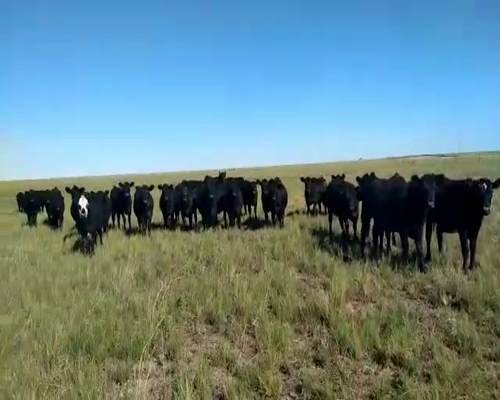 Lote 14 Novillitos en Bahía Blanca, Buenos Aires