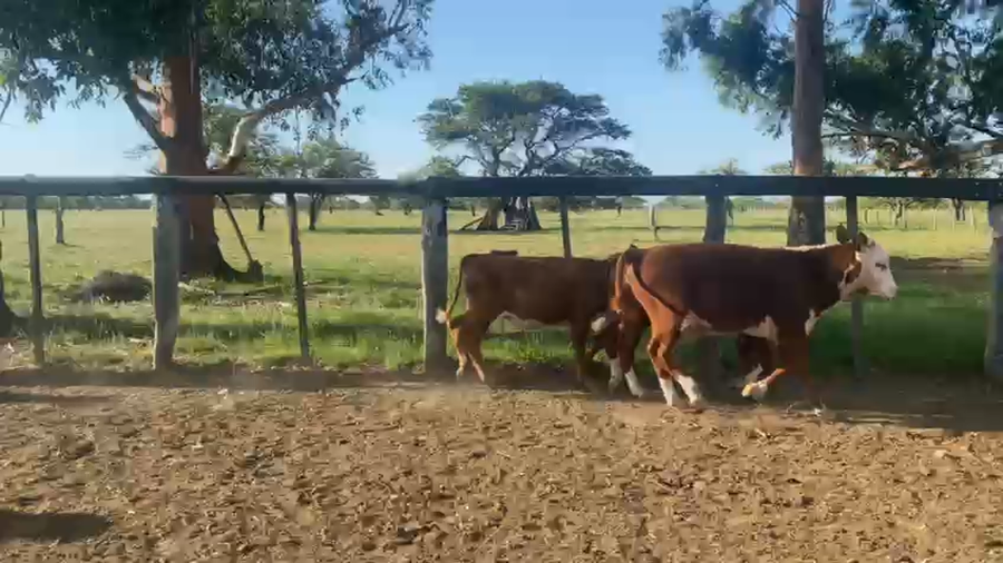 Lote 73 Terneras