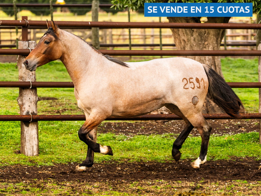 Lote LA BRAVA GREGORIA