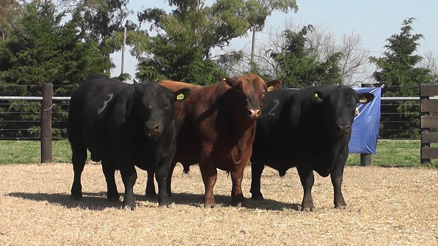 Lote TOROS ANGUS PC