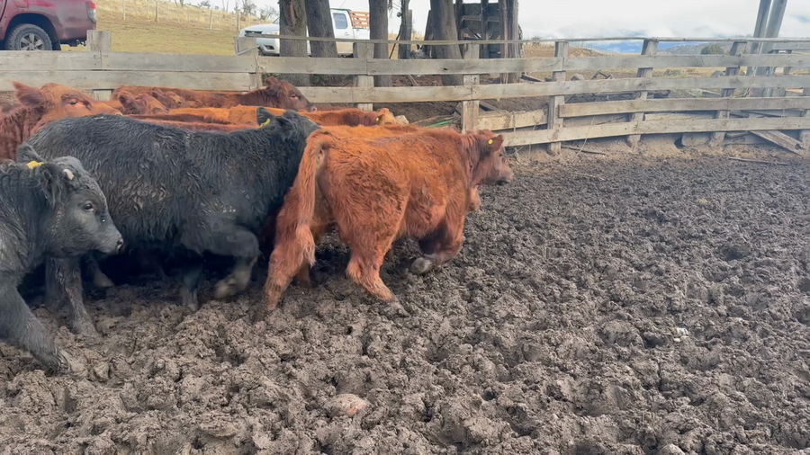 Lote 24 Ternero en Coyhaique, XI Región Aysén