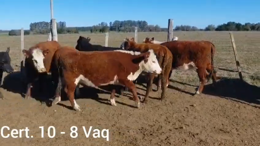 Lote VAQUILLONAS
