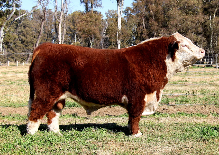 Lote TORO PURO DE PEDIGREE (Corral 2)