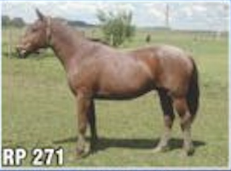 Lote ALAMO DE FRAILE MUERTO