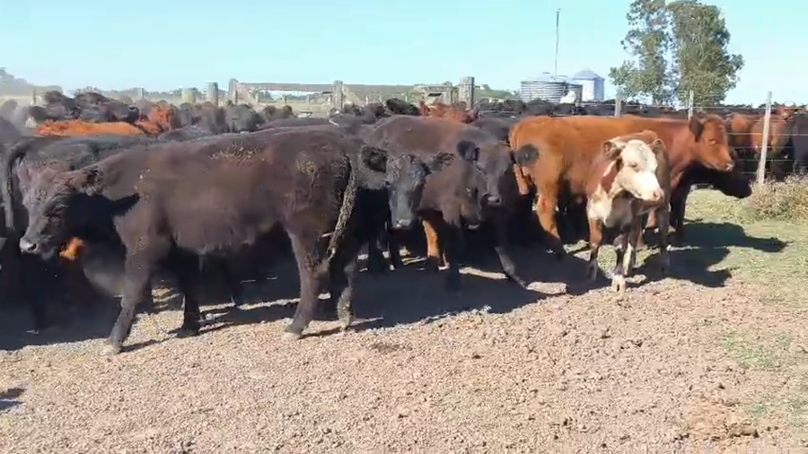 Lote 60 Novillitos y vaquillonas