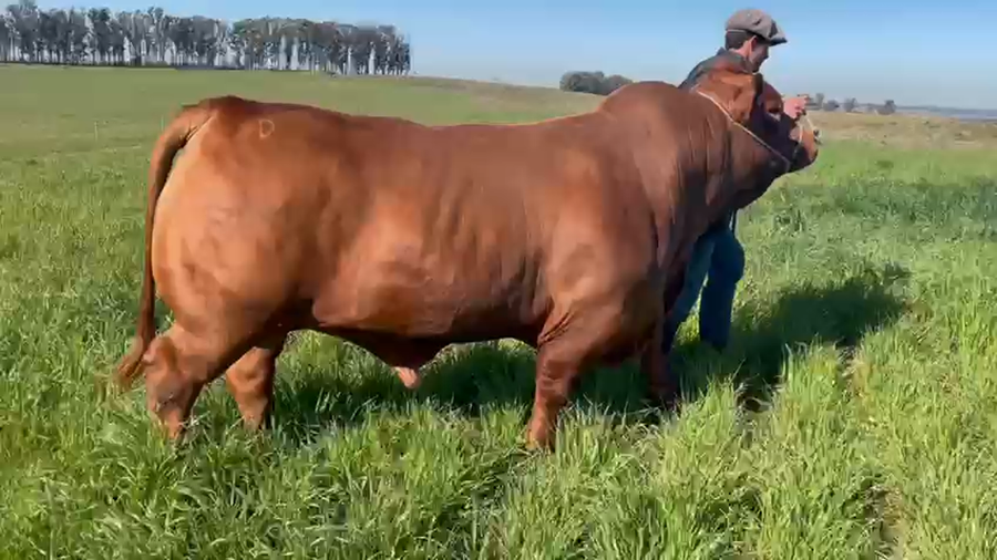 Lote MANANTIAL VERDE PIMENTON 51 TE FIV