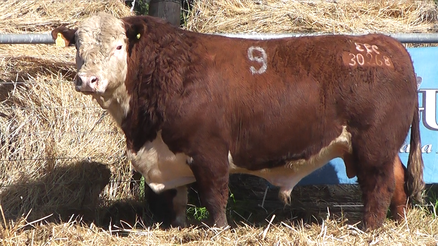 Lote TOROS P. HEREFORD PURO REGISTRADO
