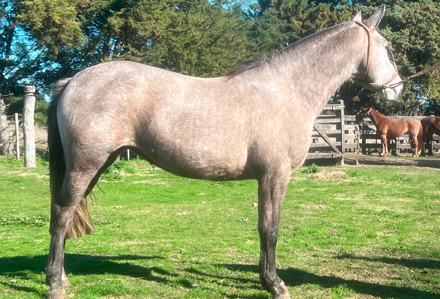 Lote ESPERANZA RUMBEADORA
