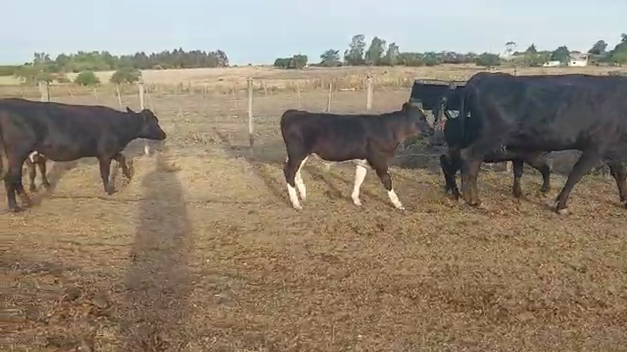 Lote 6 Piezas de Cria Cruzas