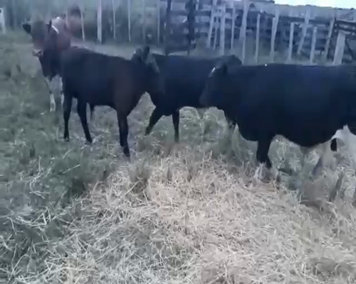 Lote 10 Terneros ANGUS Y CRUZA CON HOLANDO a remate en Pantalla Camy 225kg - , San José