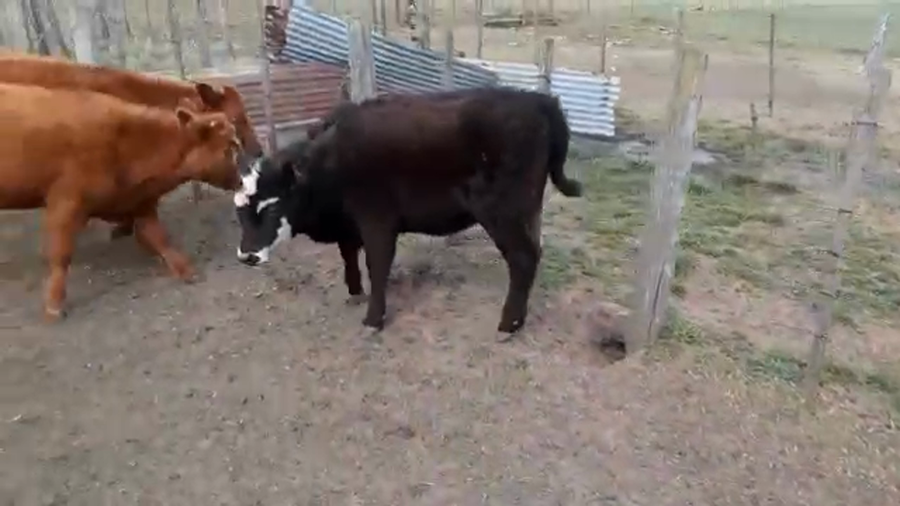 Lote 4 Terneras en Buenos Aires, Gral. Lamadrid