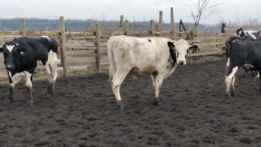 Lote 22 Novillo Gordo en Cabrero, VIII Región Biobío