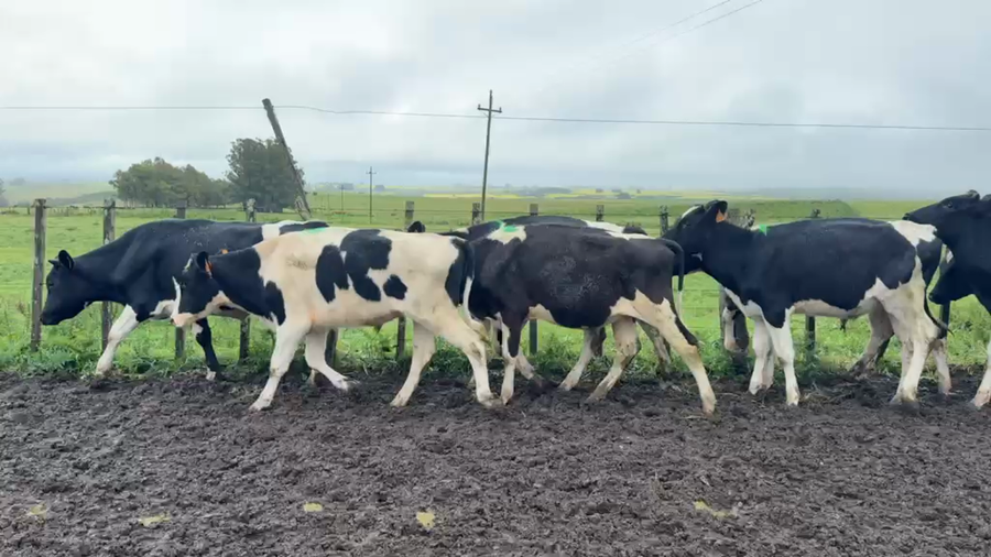 Lote NOVILLOS 1 a 2 AÑOS