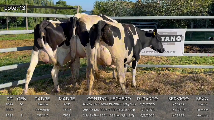 Lote Vacas