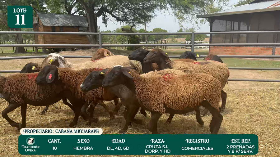 Lote LOTE 11 - POR PANTALLA