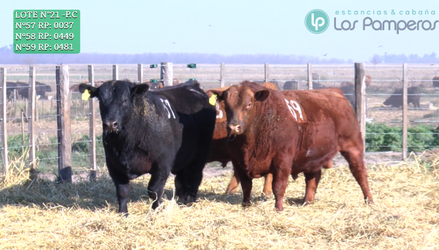 Lote TOROS PUROS CONTROLADOS