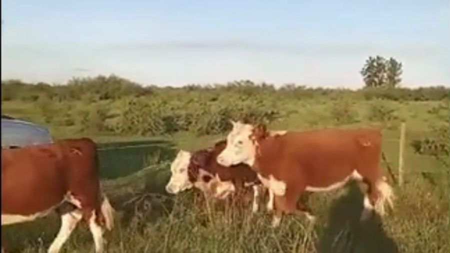 Lote 4 Terneros/as en Corrientes, Curuzú-Cuatiá