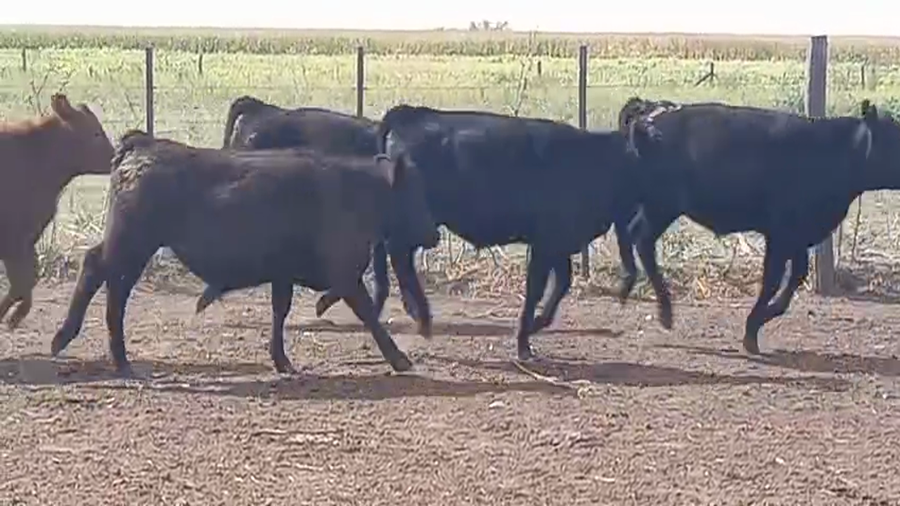 Lote 110 Terneros en Pirovano