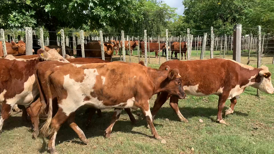 Lote 12 Vacas de Invernada