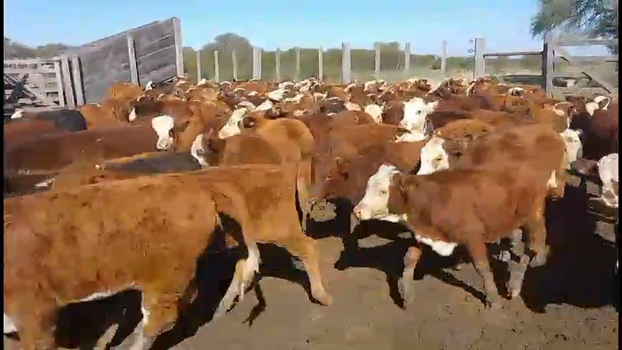 Lote 60 Terneros