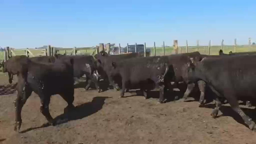 Lote 50 Novillitos en Buenos Aires, Ayacucho