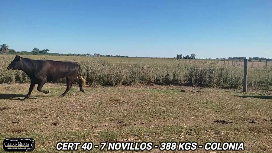 Lote 7 Novillos 1 a 2 años en Tarariras, Colonia