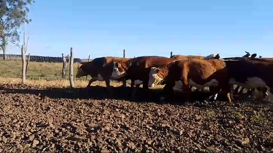 Lote 32 Vacas usadas preñadas