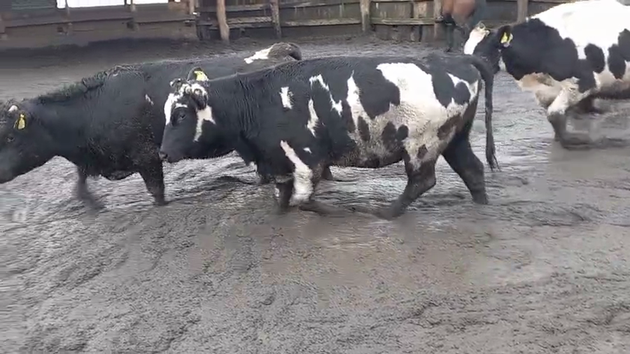 Lote 20 Vaquilla Gorda en Cabrero, VIII Región Biobío