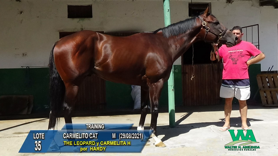 Lote CARMELITO CAT